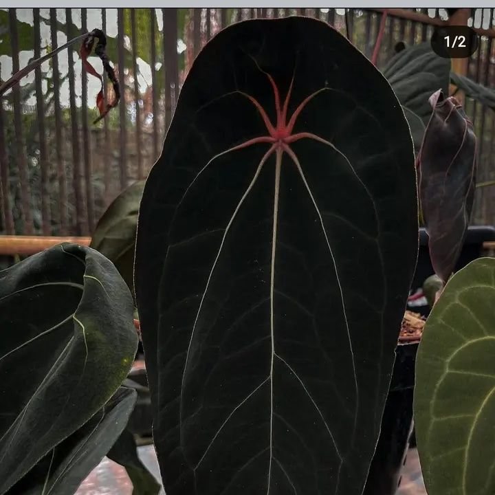 Anthurium red spider